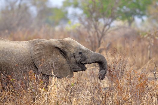 Wild Elephant in the Savannah in Mikumi, Tanzania