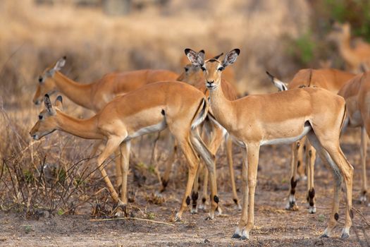 Wild Impala in the African savannah, Tanzania