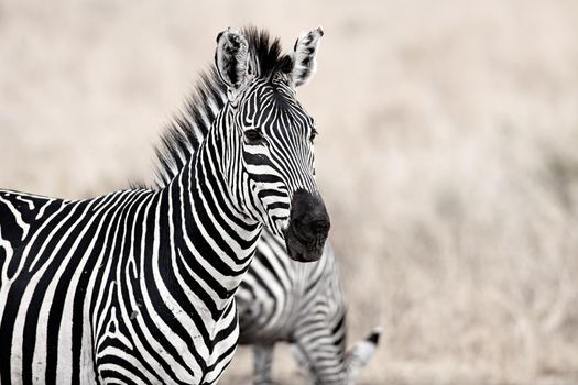 African Zebra standind in the dry savannah, Mikumi, Tanzania