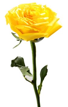 single yellow rose on a white background 