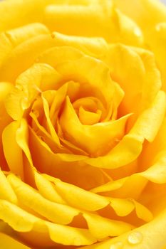 Beautiful yellow rose closeup 