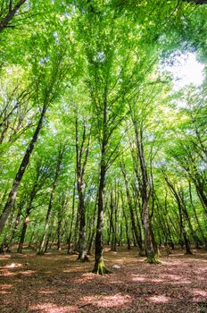 Green forest during bright summer day