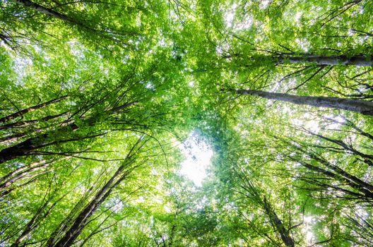 Green forest during bright summer day