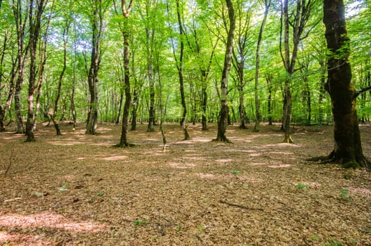 Green forest during bright summer day