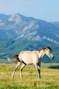 Lonely horse at the meadow