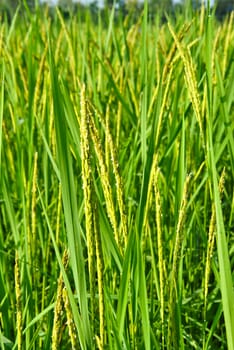 Rice field in farmland food of Asia