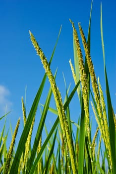 Rice field in farmland food of Asia