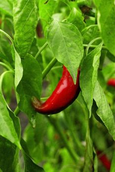 Red hot pepper growing in the garden