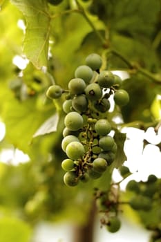 White wine grape hanging on a branch