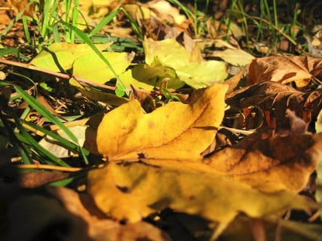 Yellow fallen leaf and green grass on the autumn forest ground