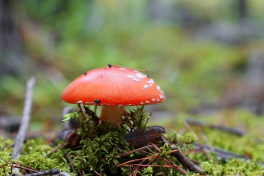 Red poisoned mushroom growing in the summer forest