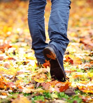 Walking through the autumn leaves, closeup
