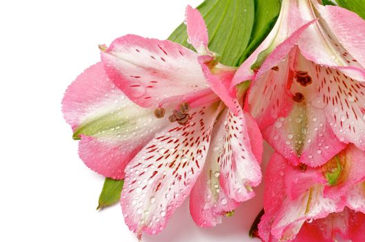 Frame of Pink Alstroemeria Flower Head with Water Droplets closeup on white