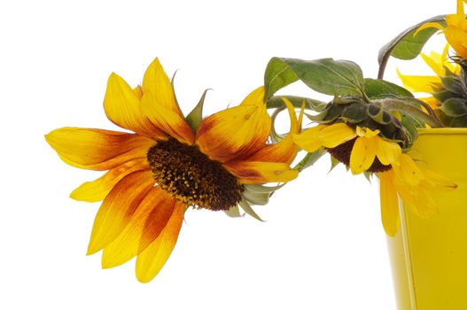 Sunflowers Drooped Down from Yellow Tin Bucket closeup isolated on white background