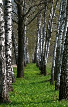 Birch Tree Alley in Summer Forest outdoors