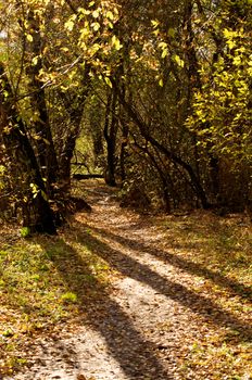 Three Trees and their Shadows on Footpath in Autumn Forest outdoors