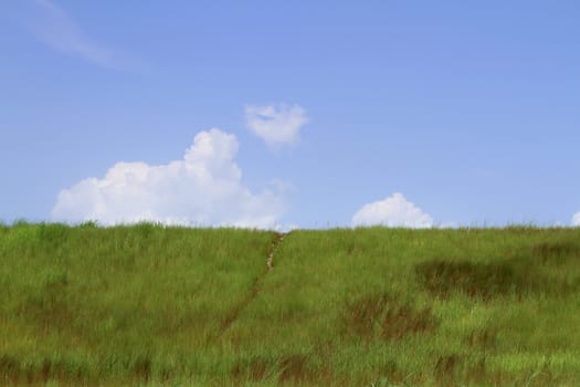 Field of green grass and sky