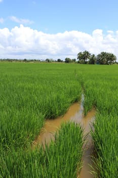 Green and golden rice field in thailand