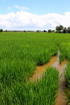 Green and golden rice field in thailand