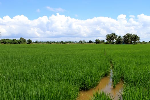 Green and golden rice field in thailand