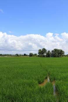 Green and golden rice field in thailand