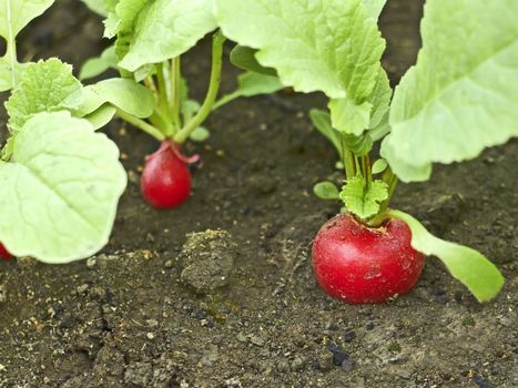 Red radish plants growing in soil close up