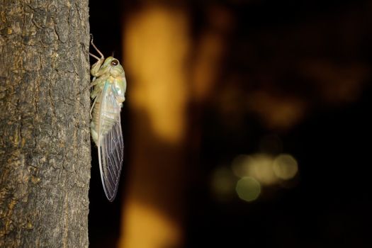 Tibicen pruinosus cicada after on a tree after molt