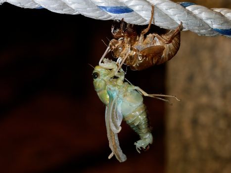 The last birth (molting Tibicen pruinosus cicada)