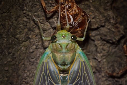 Macro image of molting Tibicen pruinosus cicada metamorphosis 