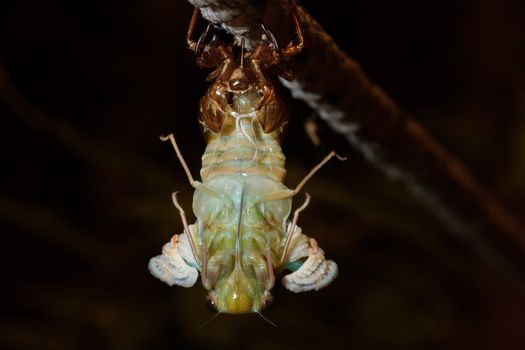 The last birth (closeup of molting Tibicen pruinosus cicada)