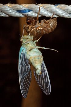 Macro photo of cicada (Tibicen pruinosus) during molt