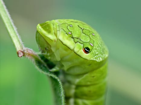 Close-up of a big green caterpillar (Papilio dehaanii) on a leaf