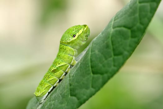 Close-up of a big green caterpillar (Papilio dehaanii) on a leaf