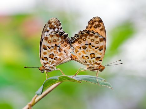 Mating butterflies (Polygonia c-aureum) on blurry background
