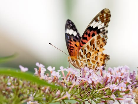 Beautiful butterfly on a flower with blurry background