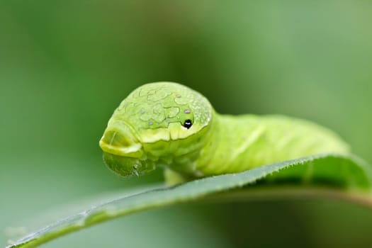 Big green caterpillar (Papilio dehaanii) on a leaf with selected focus