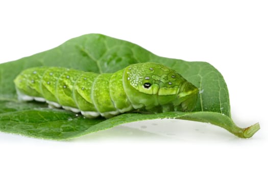 Big green caterpillar (Papilio dehaanii) on a leaf isolated on white background