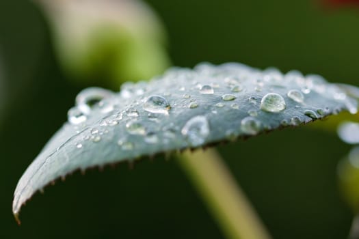 Water drops on leaf after rain with selected focus
