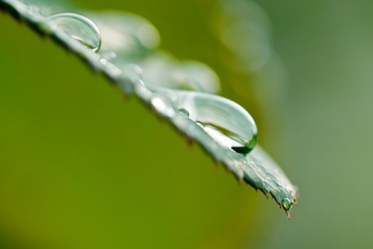 Water drops on leaf after rain with blurry background