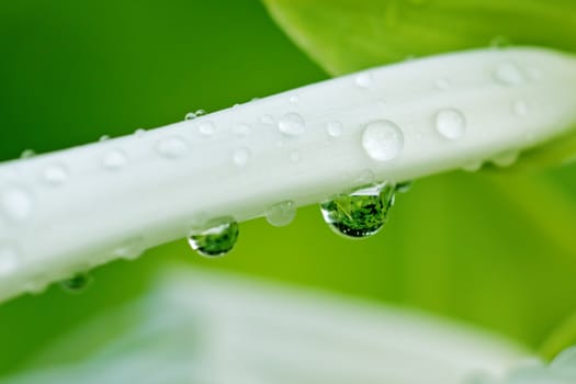 Water drops on a white flower petal after rain