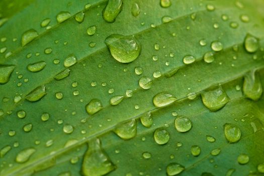 Water drops on a green lead after rain