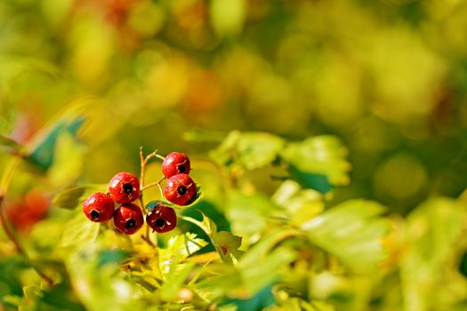 A bunch of red berries on a vibrant blurry background