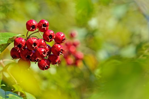 A bunch of red berries on a blurry background