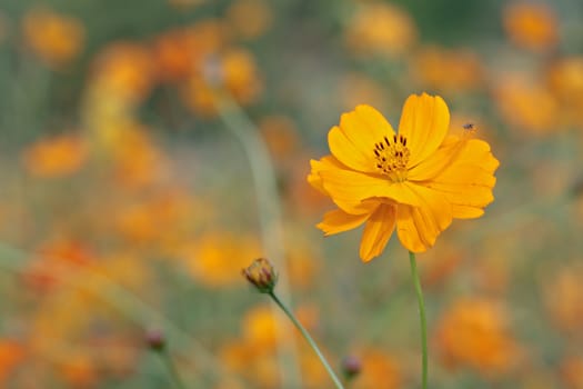 Beautiful flower of cosmos (Cosmos sulphureus) and a small fly