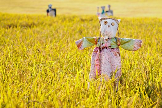 Scarecrow on the rice field during Chuseok, korean traditional holiday