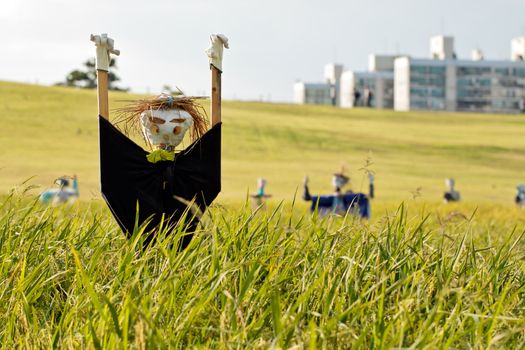 Scarecrow on the rice field during Chuseok, korean traditional holiday