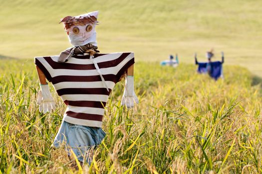 Scarecrow on the rice field during Chuseok, korean traditional holida