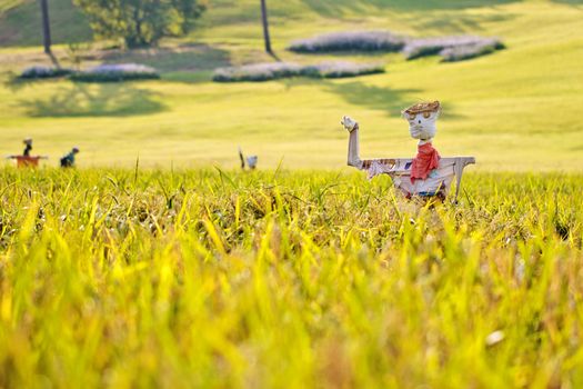 Scarecrows on the rice field with selected focus