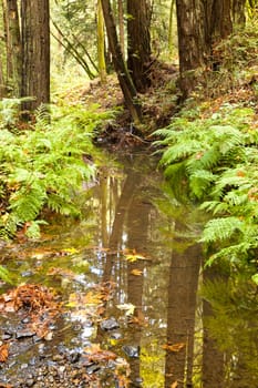 The primeval forest with the creek