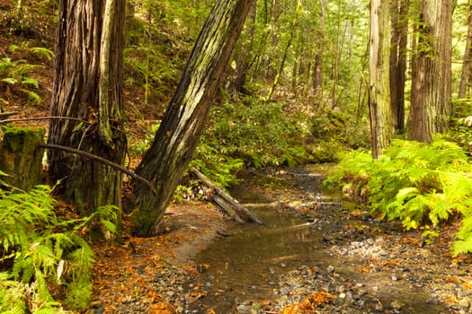 The primeval forest with the creek